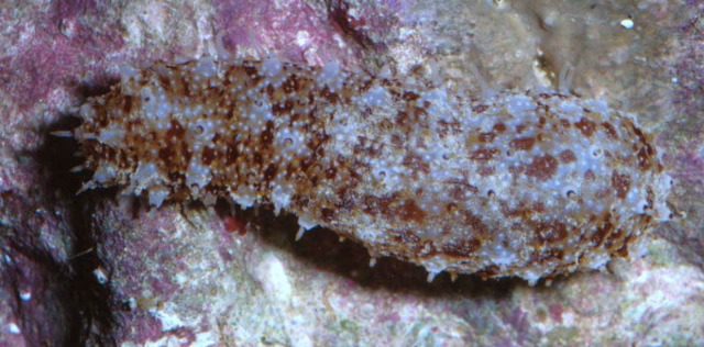 Holothuria hawaiiensis